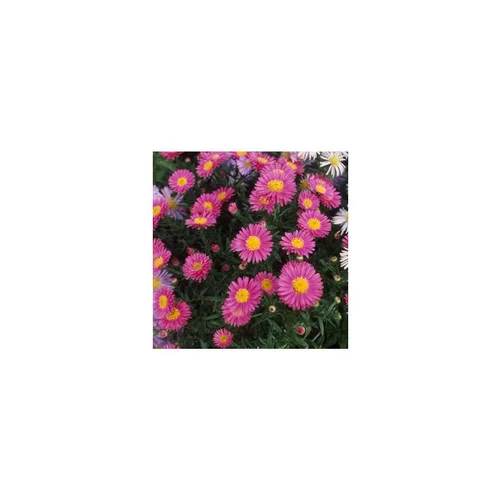 Aster Dumosus rose. La barquette de 6 plants