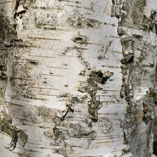 Bouleau (Betula Verrucosa Youngii) greffe 150/200. Le pot de 15 litres