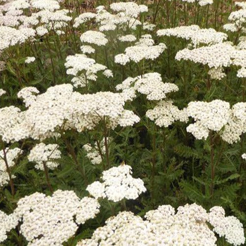 Achillée millefeuille Heinrich Vogeler Achillea filipendulina heinrich vogeler