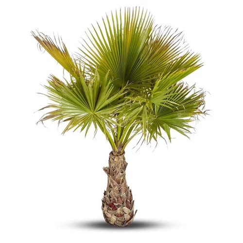 Washingtonia Robusta ou Palmier du Mexique 80/100 cm en pot de 17 L