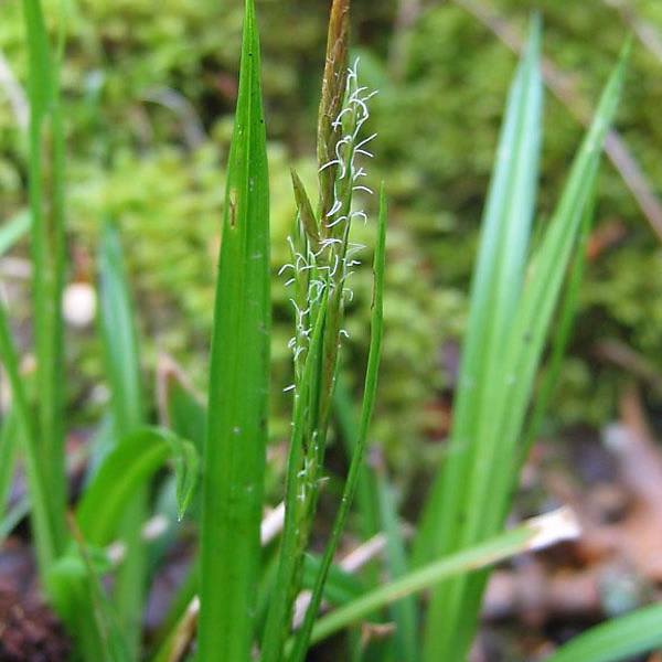 6 x Laîche des bois – Carex sylvatica, godet 9cm x 9cm