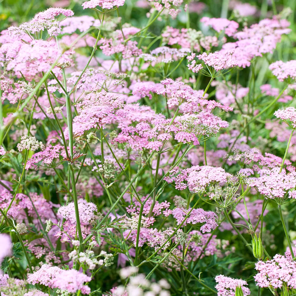 Grand boucage à fleurs roses Pimpinella major rosea