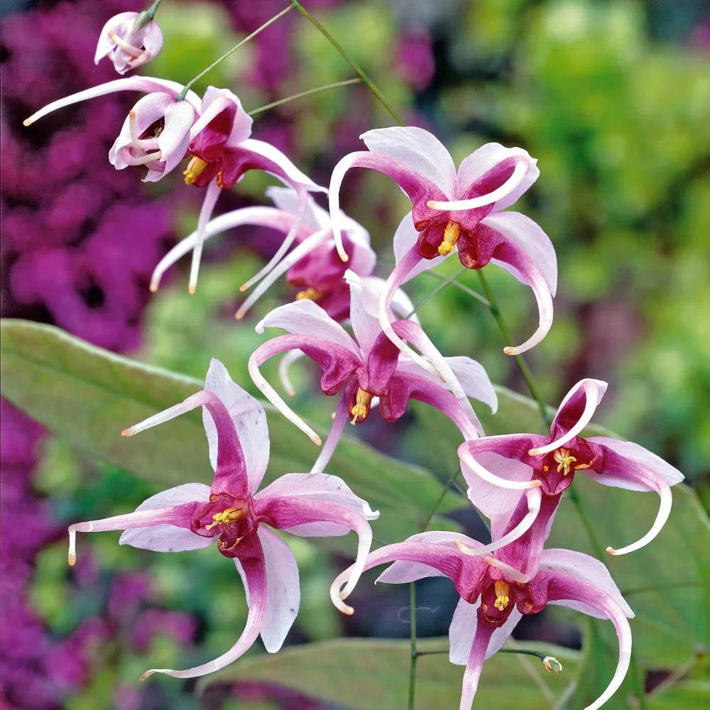Epimedium Madame Butterfly Epimedium madame butterfly