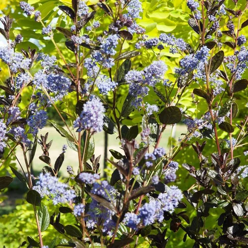 Ceanothe Thyrsiflorus Tuxedo. Le pot de 4 litres