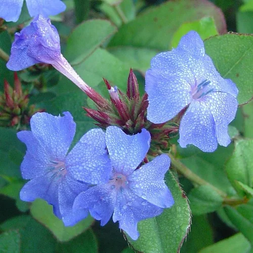 Ceratostigma - Le pot de 3 litres