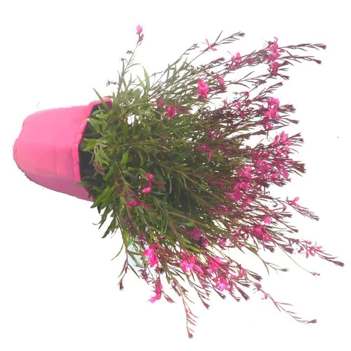 Gaura Lindheimeri - Le pot de 5 litres