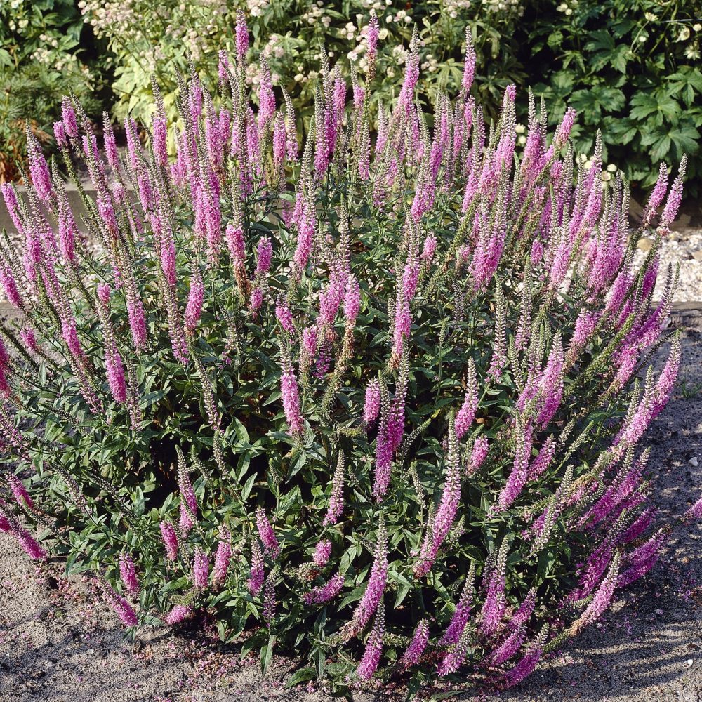 Véronique Pink Damask Veronica spicata Pink Damask