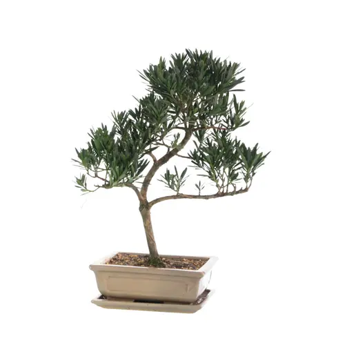 Bonsaï rempoté varié botanic® mix taille 5