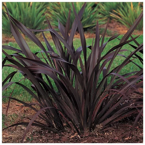 Phormium Tenax Variegatum - pot 10 L