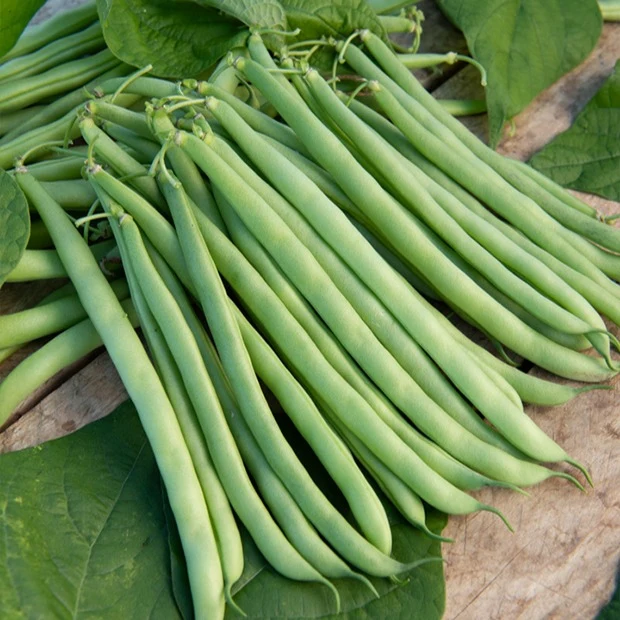 Haricot nain mangetout Contender Phaseolus vulgaris Contender