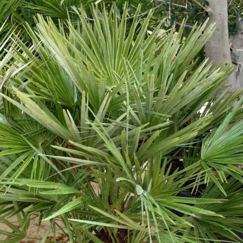 Chamaerops Humilis vert en pot de 110 L