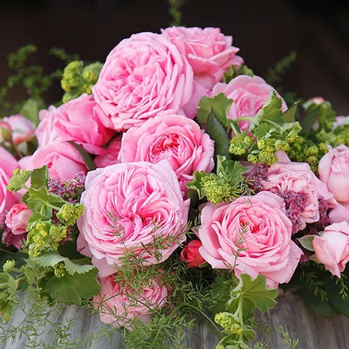 Rosier grosses fleurs Parfuma Mme de Maintenon. Le pot de 4 litres