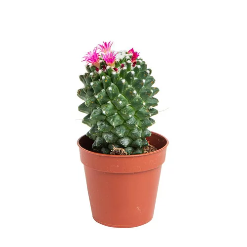 Cactus varié botanic® - Pot 5,5 cm de diamètre
