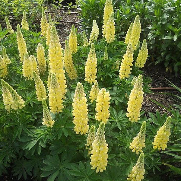 6 x Lupin 'Chandelier' – Lupinus 'Chandelier', godet 9cm x 9cm