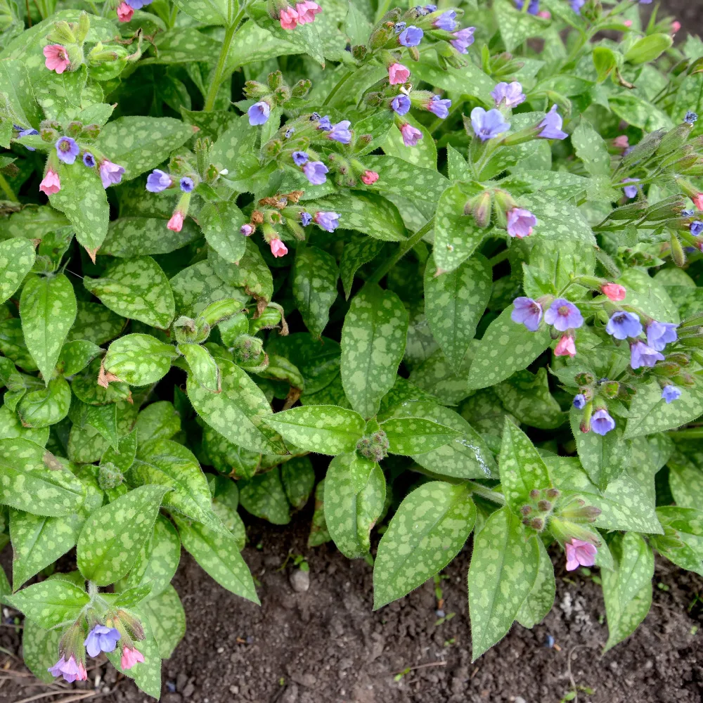 Pulmonaire Mrs Moon Pulmonaria saccharata mrs moon