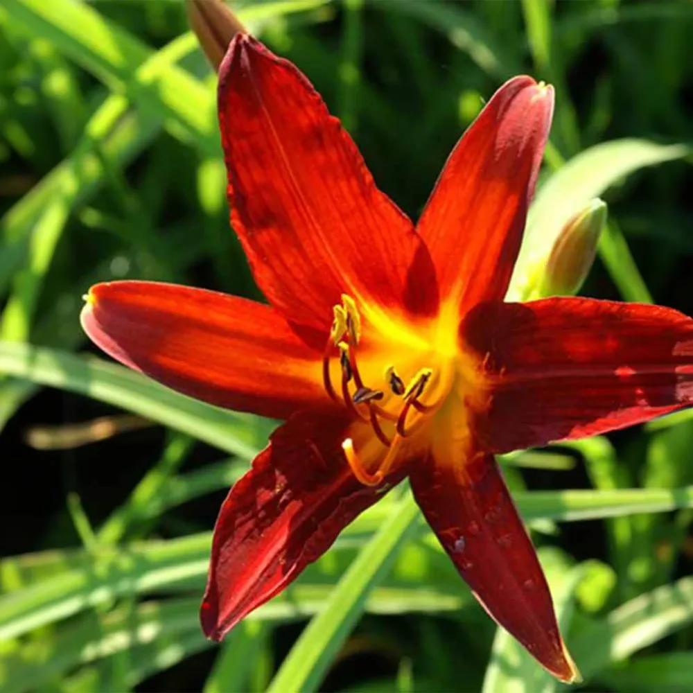 Hémérocalle Sammy Russell Hemerocallis sammy russell