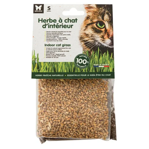 Herbe à chat d’intérieur Martin Sellier petit modèle - graines à semer