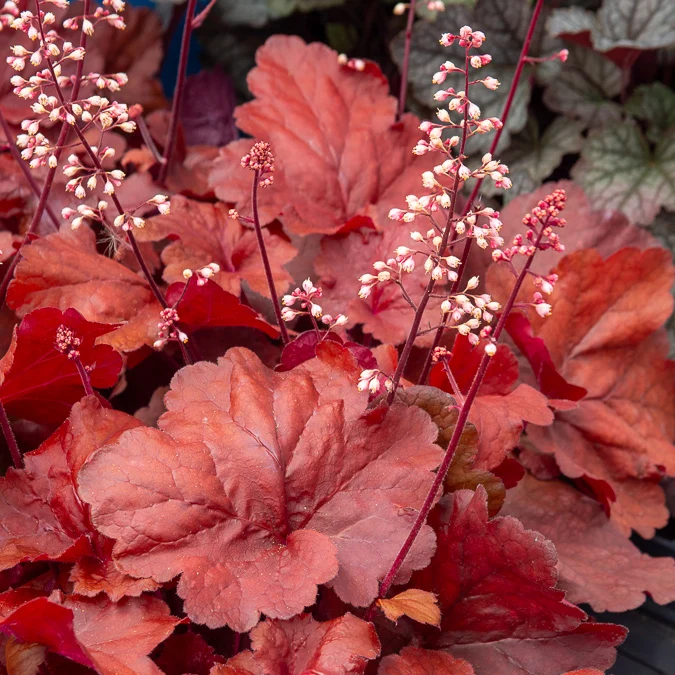 Heuchera Fire Alarm Heuchera Fire Alarm