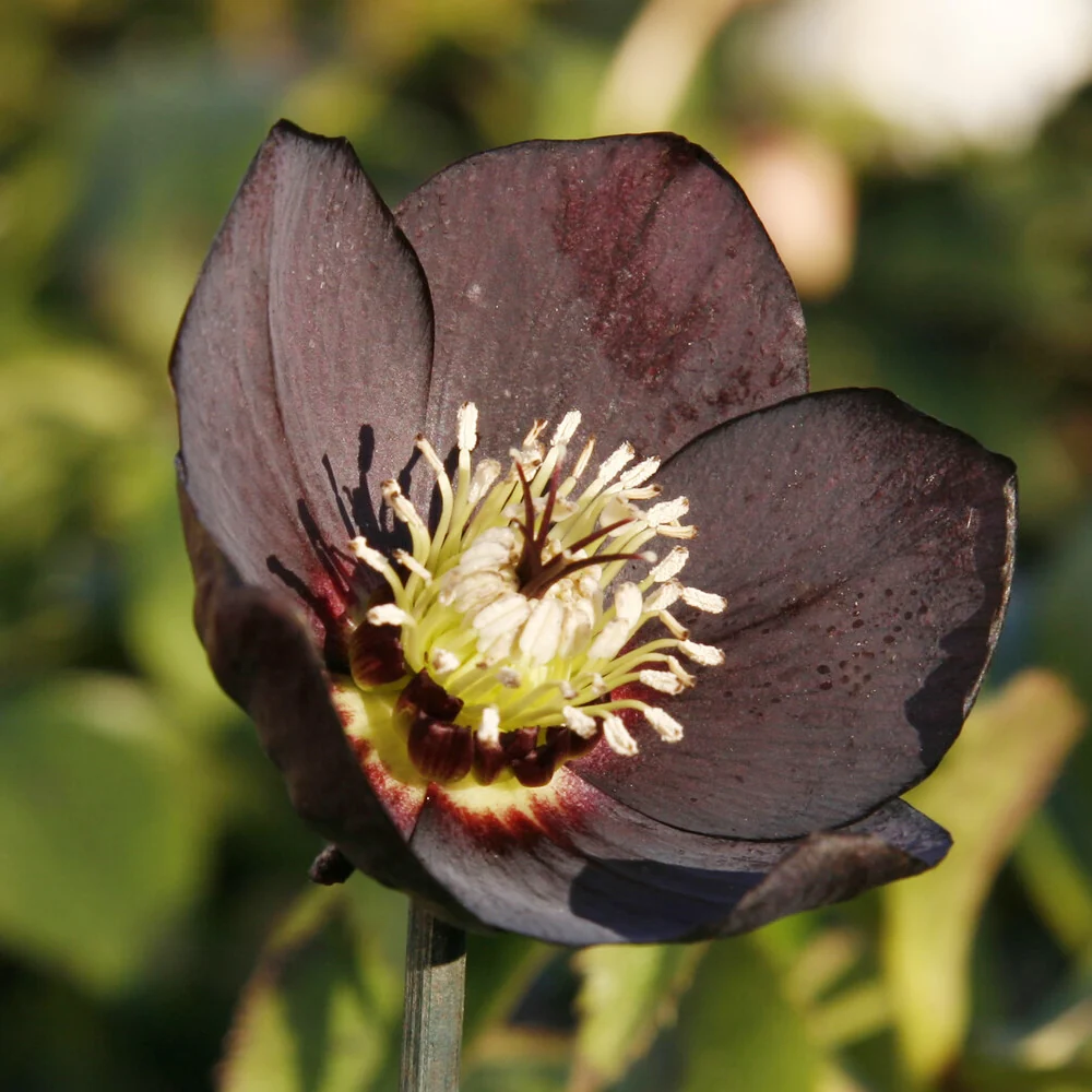 Hellébore d'Orient Black Helleborus orientalis Black