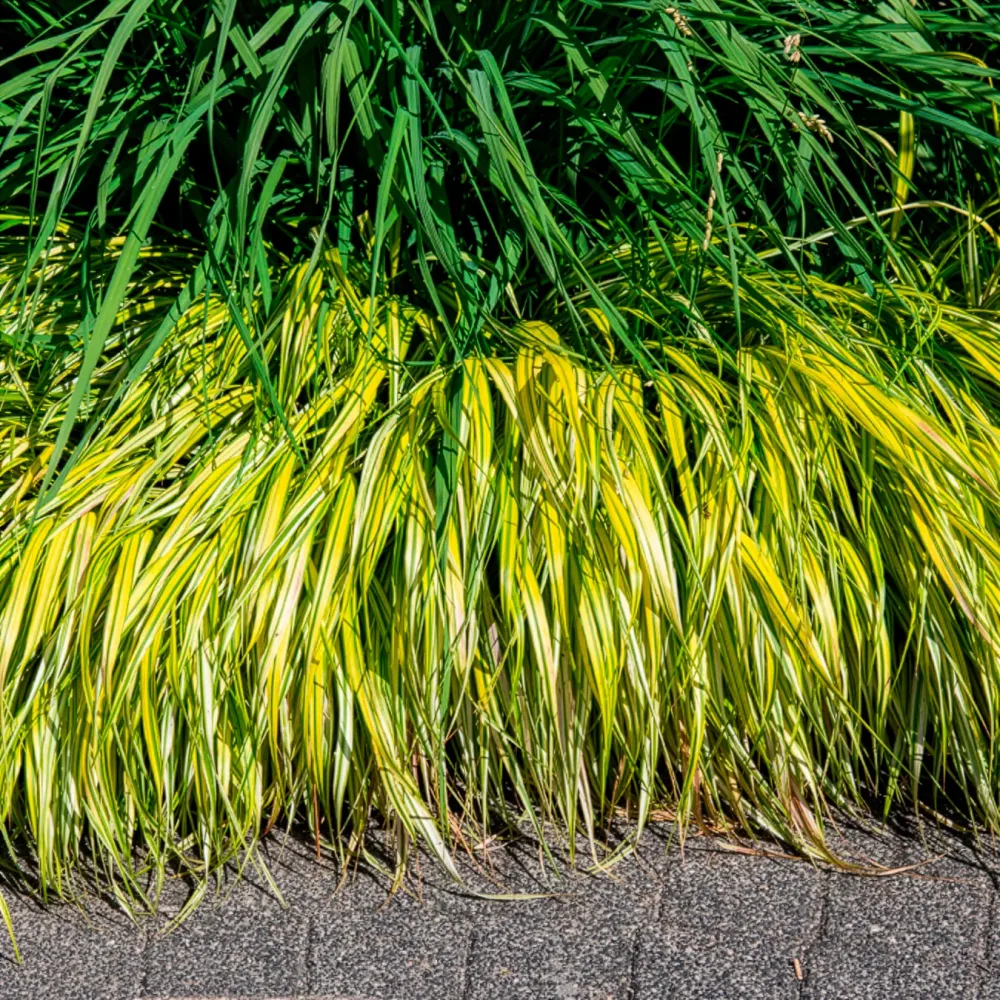 Herbe du Japon panachée Aureola Hakonechloa macra aureola