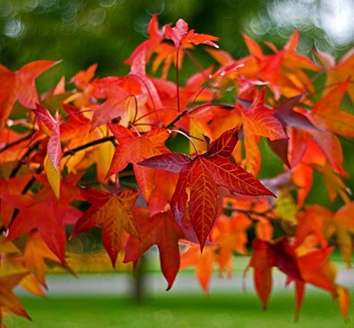 Liquidambar. Le pot de 15 litres