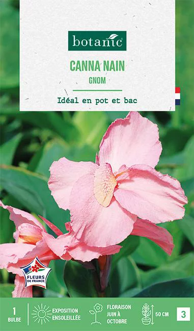 Bulbe de fleurs Canna Gnom botanic® - 1 bulbe