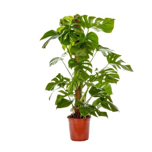 Philodendron. Le pot Ø 24 cm