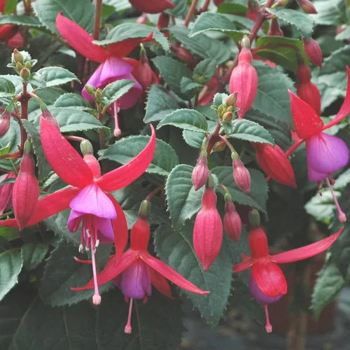 Fuchsia - Le pot de 75 litres