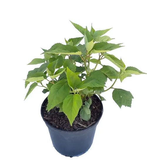 Hibiscus moscheutos rouge. Le pot de 5 litres