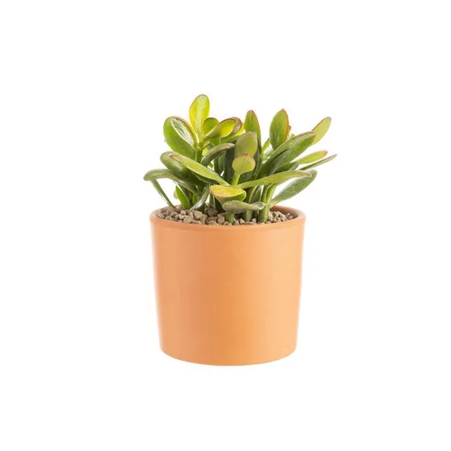 Crassula sunset en pot terre cuite H 10 x Ø 15 cm