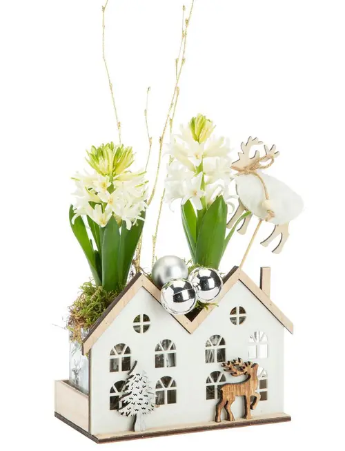 Jacinthe x 2 maisonnette blanche -16 x 9 cm