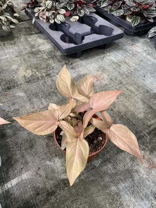 Syngonium Podophyllum ‘Red Heart’. Le pot de Ø 12 x H 20 cm