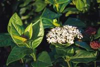 Laurier-tin Viburnum Tinus Eve Price Blanc en pot de 35 L 100/120 cm