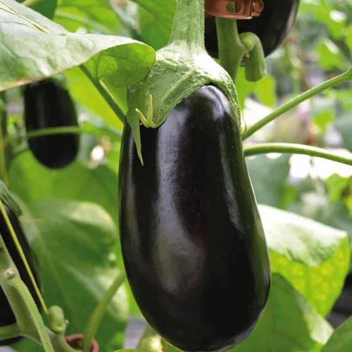 Aubergine Demi Longue Flavine Bio. Le pot de 10,5 cm