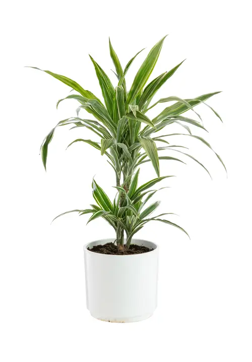 Dracaena Warnekei 2 pieds botanic®. Le pot de Ø 21 cm