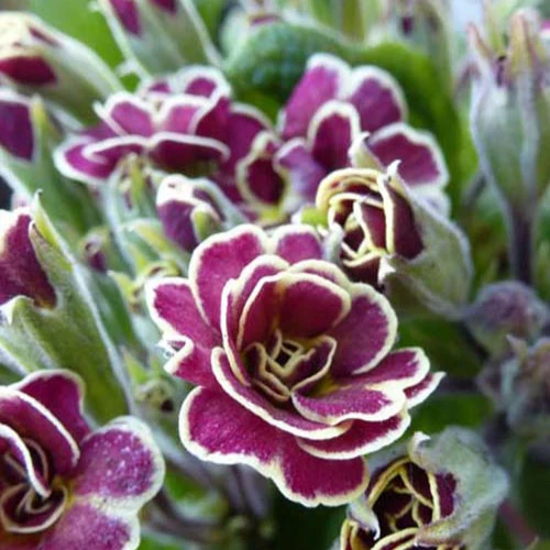 Primevère Elizabeth Killelay Primula elizabeth killelay
