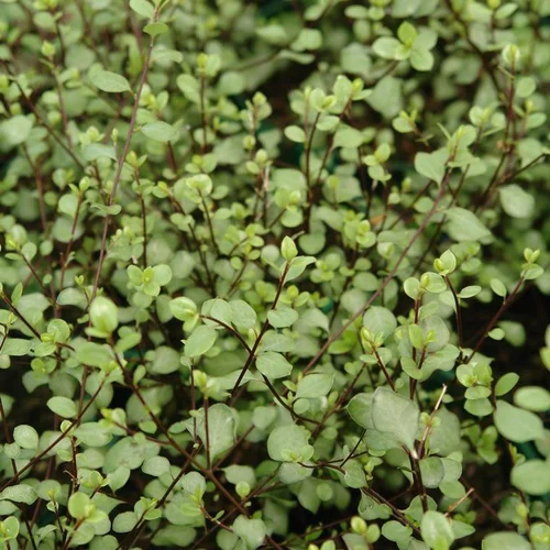 Pittosporum Tenuifolium Green Elf (Pittospore Green Elf) en pot de 4 L vert