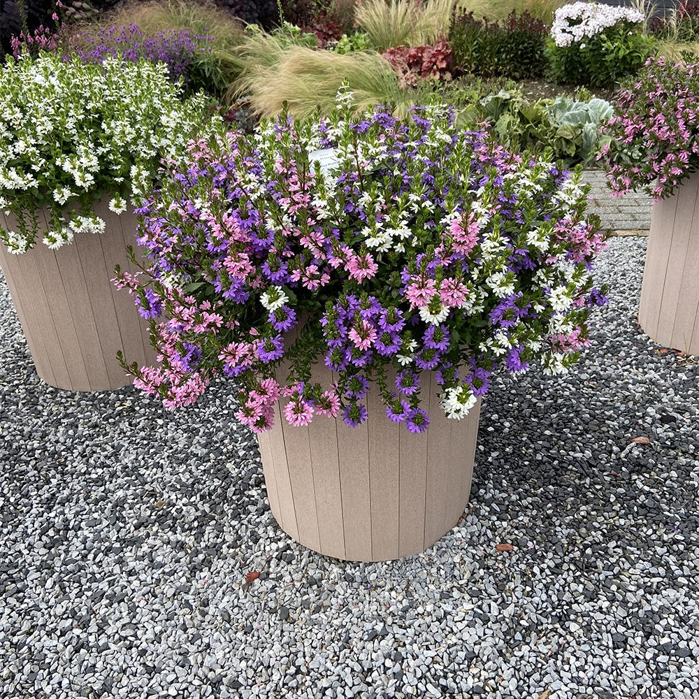 3 Scaevola rose, bleu, blanc en mélange Scaevola aemula