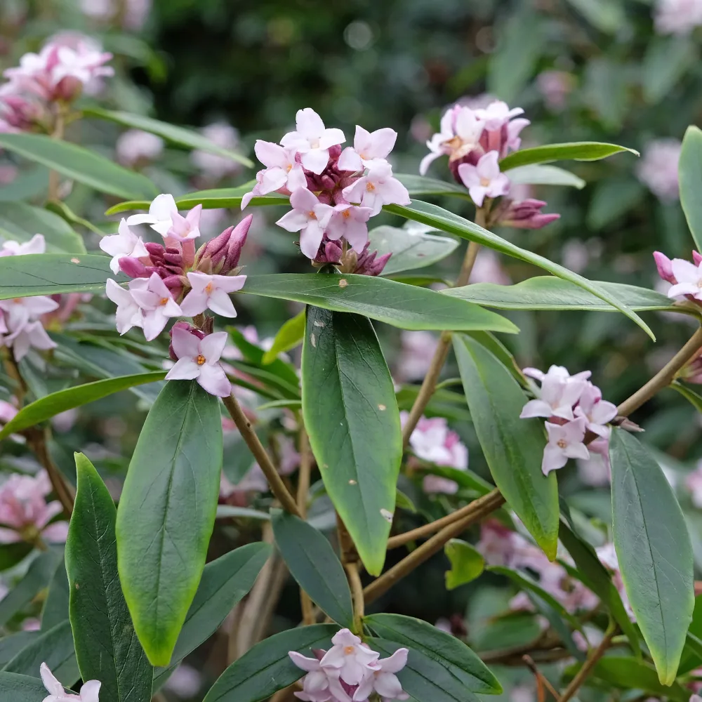 Daphne Spring Beauty® Daphne bholua Spring Beauty®