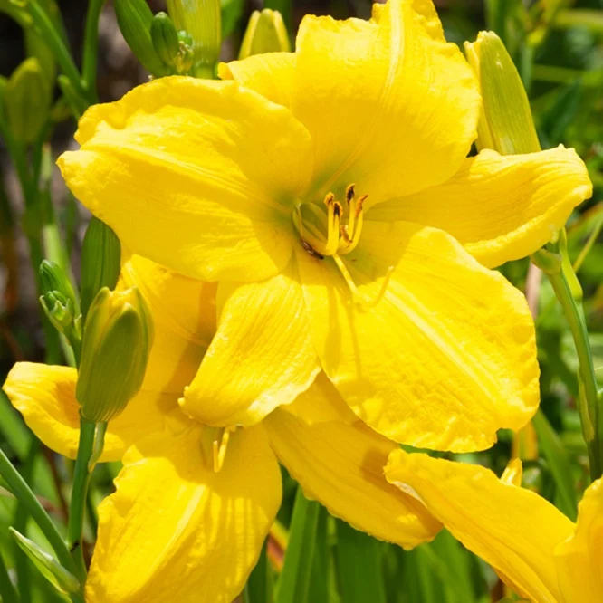 Hémérocalle Mary Todd Hemerocallis mary todd