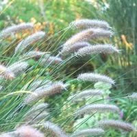 Herbe aux écouvillons - Le pot de 2,5 litres