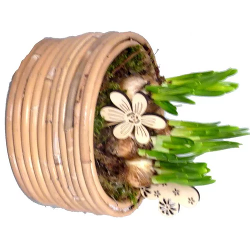 Narcisse tête à tête. Le panier déco ovale blanc
