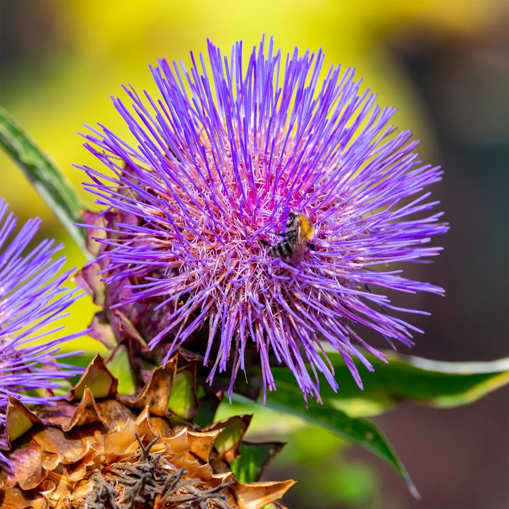 Cardon Cardy Cynara scolymus Cardy