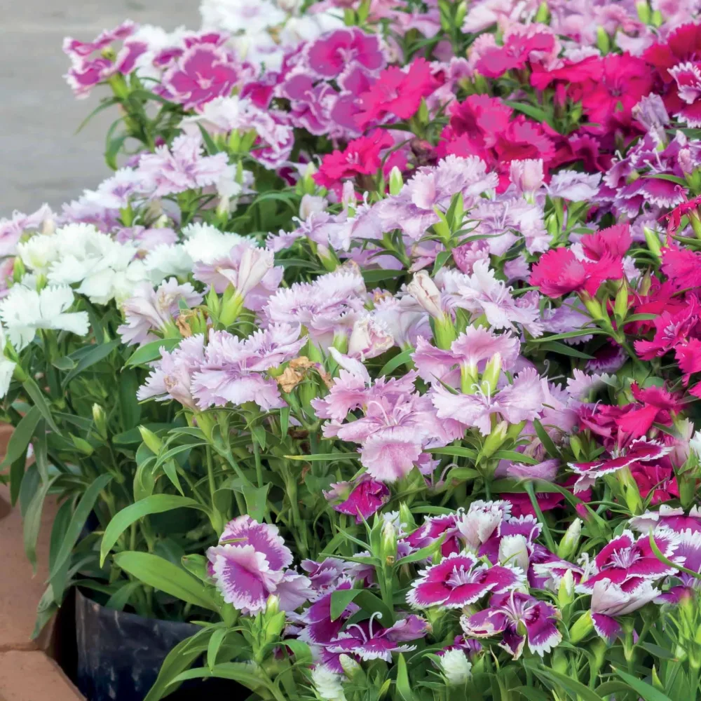 3 Oeillets de poète en mélange Dianthus barbatus