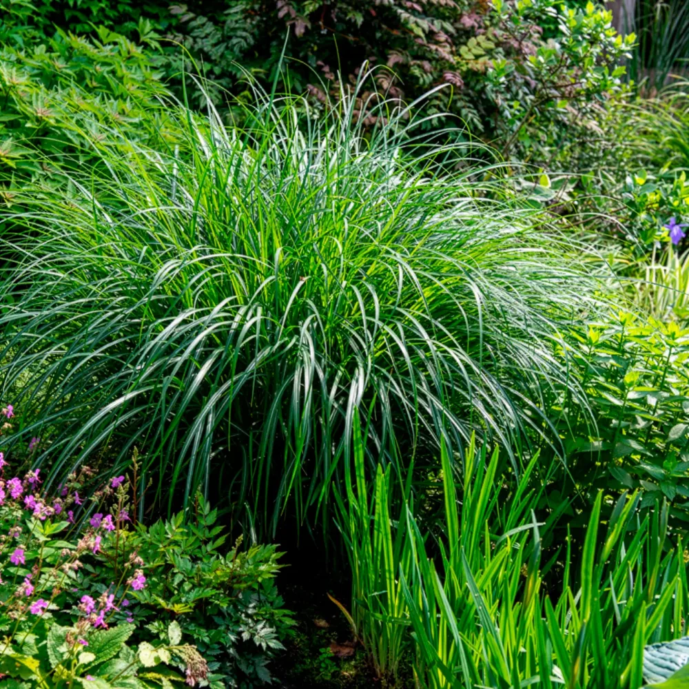 Eulalie Kleine Silberspinne Miscanthus sinensis kleine silberspinne