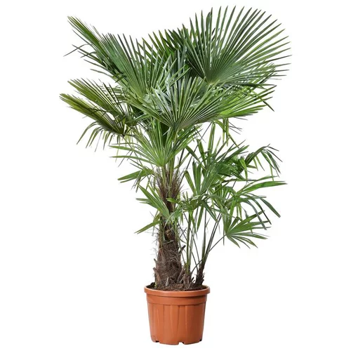 Palmier Trachycarpus multitroncs en pot de 50L