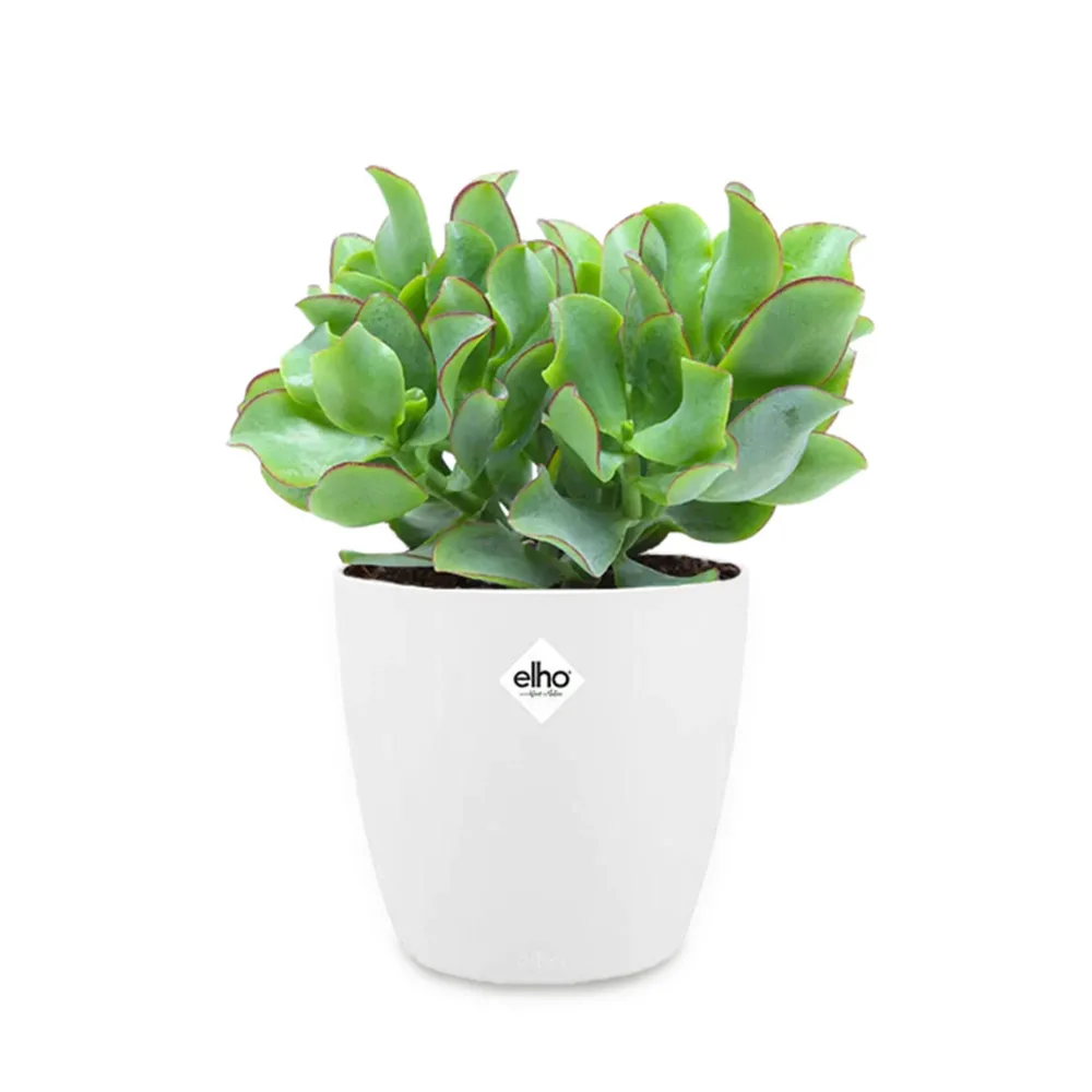 Crassula arborescens cristata et son cache-pot Crassula arborescens cristata