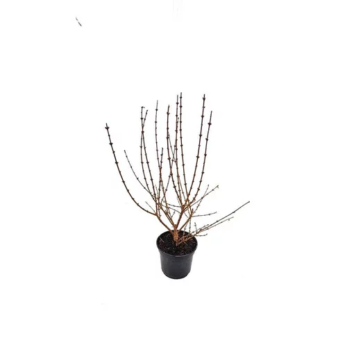 Forsythia Intermedia Lynwood Gold – Pot de 5L