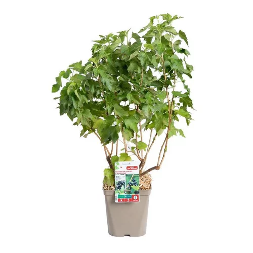 Cassissier Perles D'Auvergne ®. Le pot de 2 litres