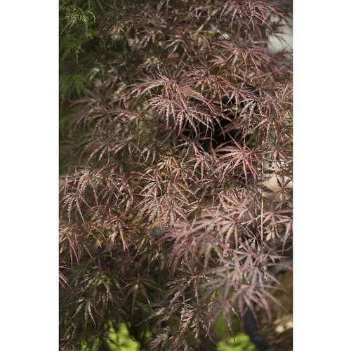 Erable du Japon (ACER PALMATUM CRIMSON QUEEN ) Le pot de 110 litres